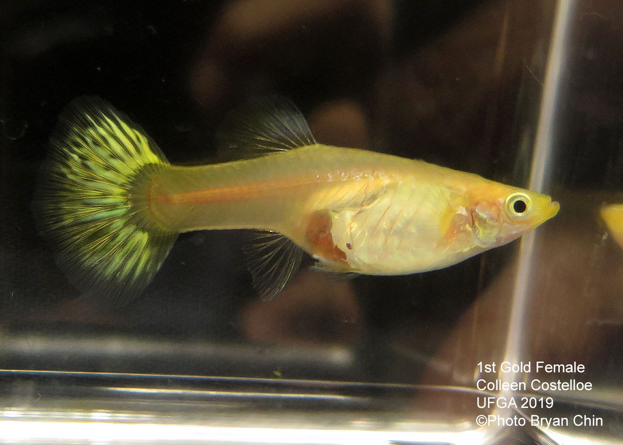 gold female guppy