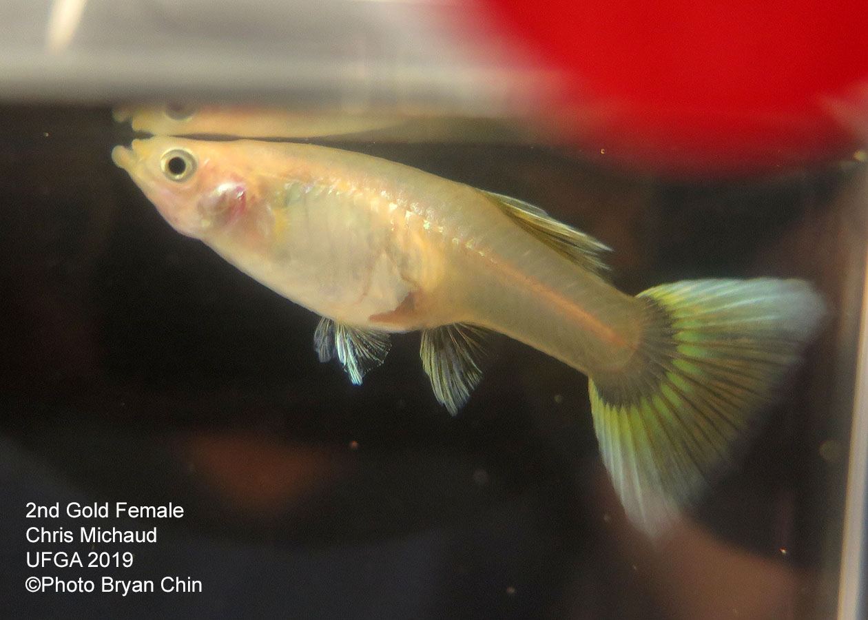 gold female guppy