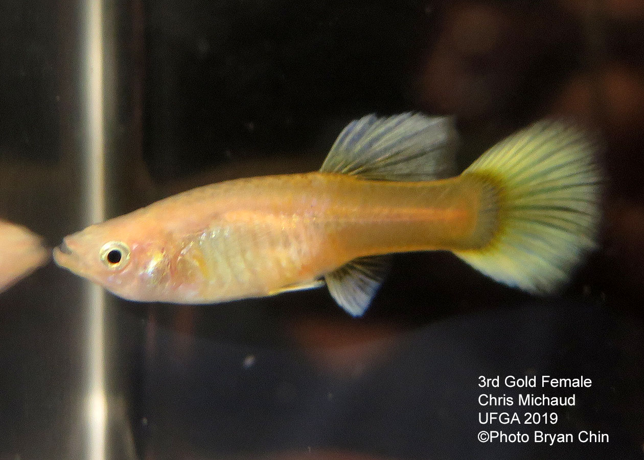 gold female guppy