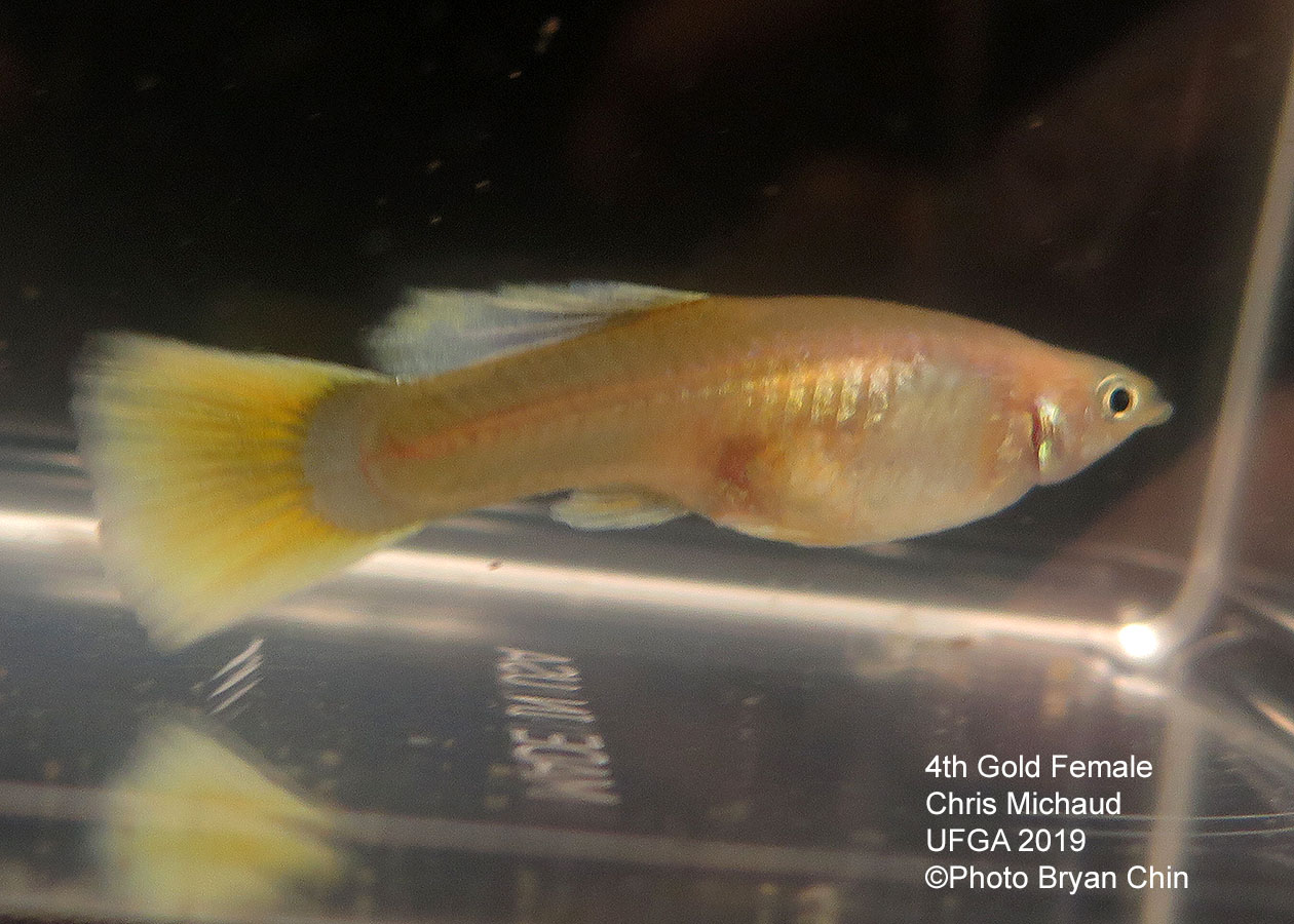 gold female guppy