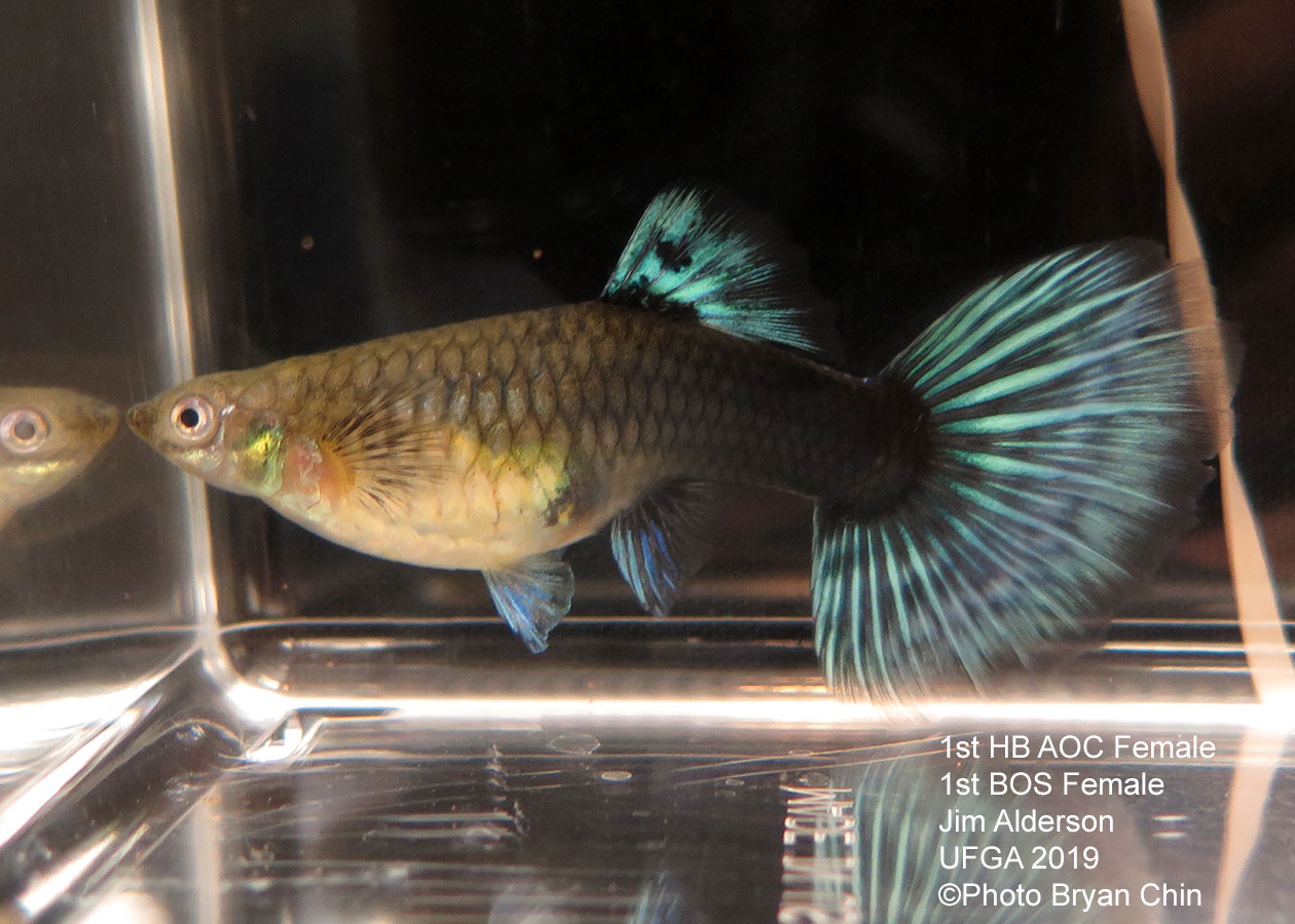 half black hb green female guppy