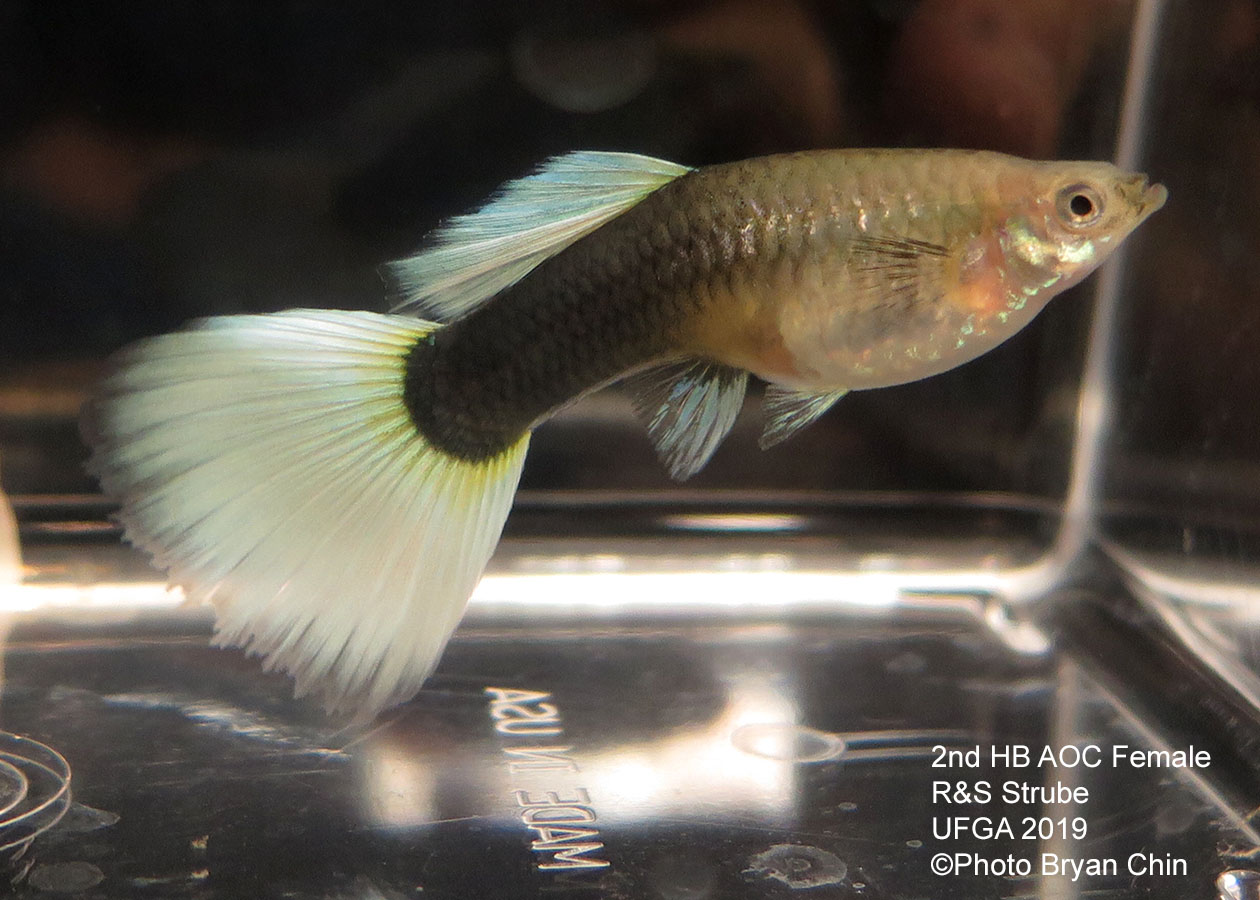 half black pastel female guppy