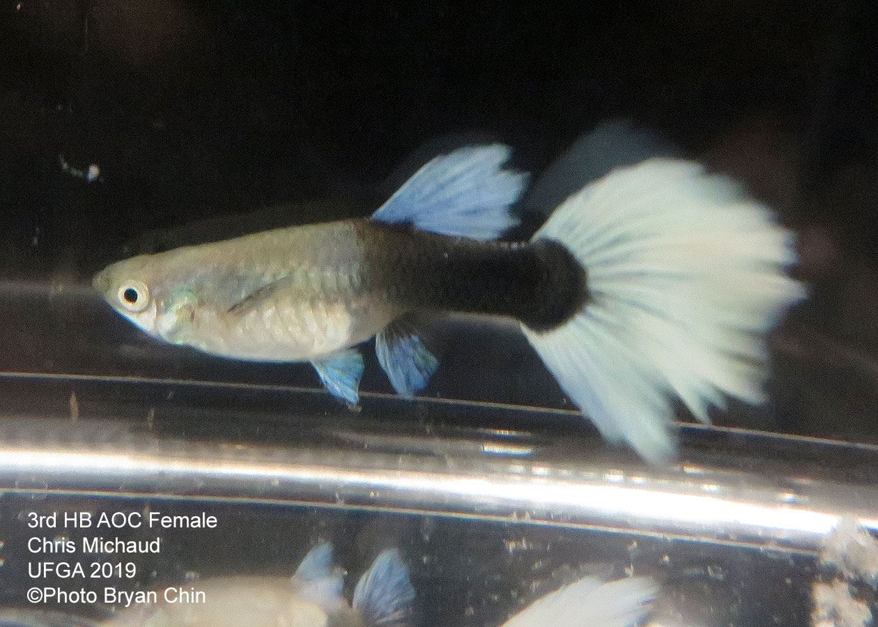 half black pastel female guppy