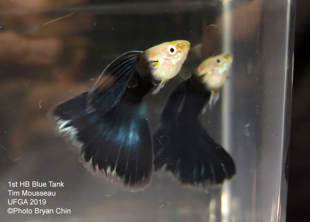 half black blue guppy hb