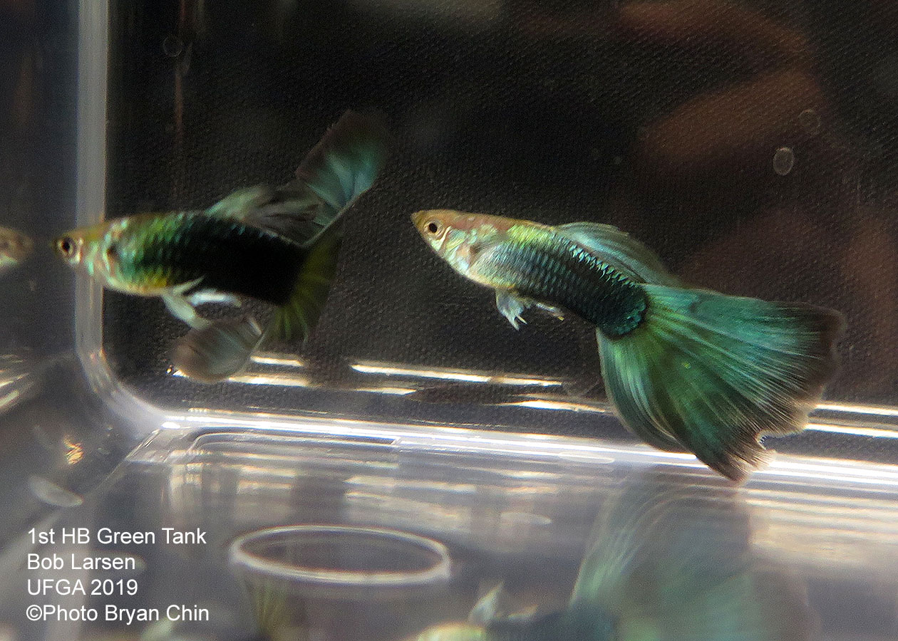 half black green guppy hb