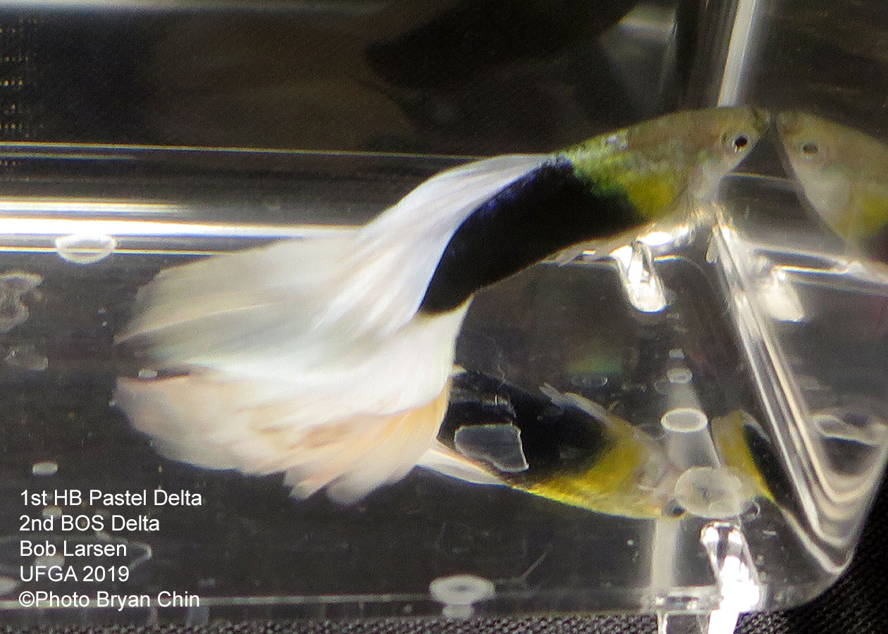 half black pastel hb guppy