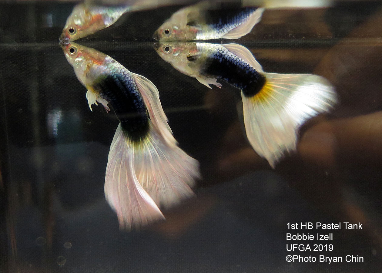 half black pastel guppy hb