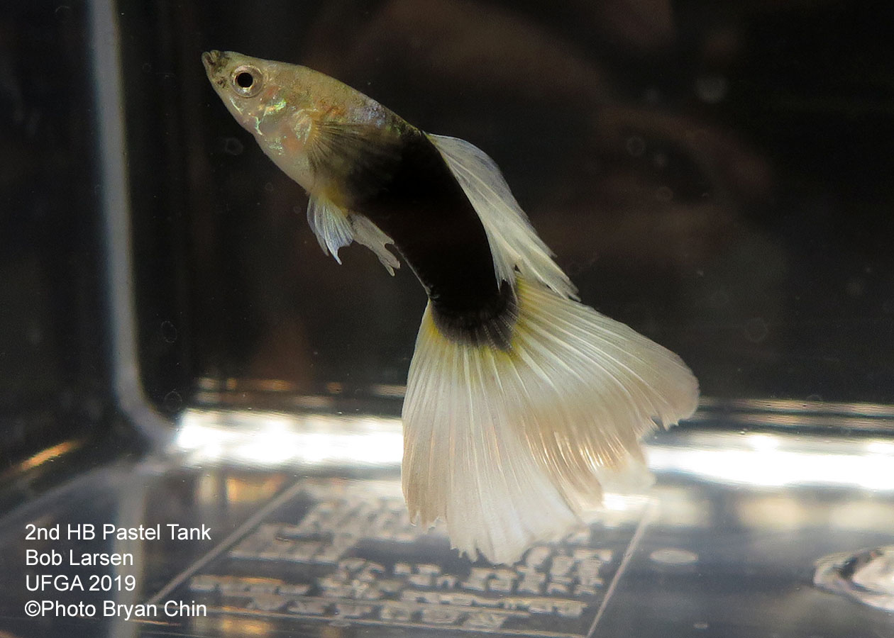 half black pastel guppy hb