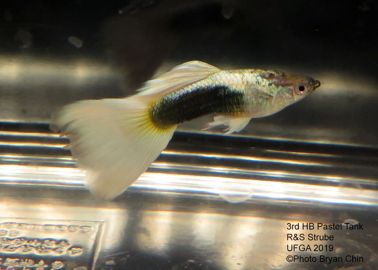 half black pastel guppy hb