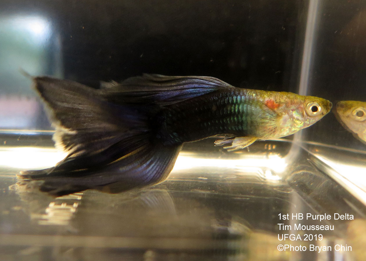 half black purple guppy hb