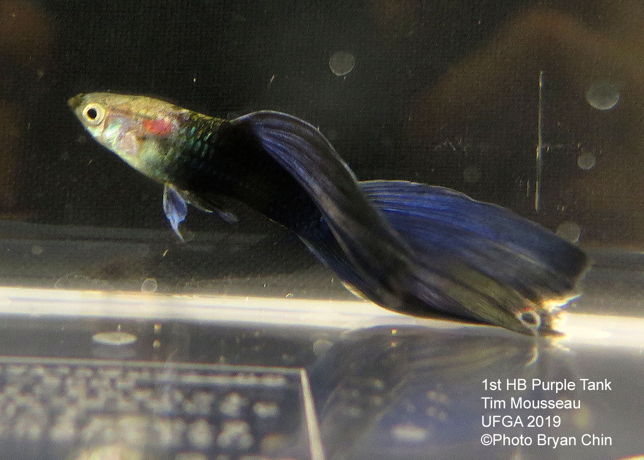 half black purple guppy hb