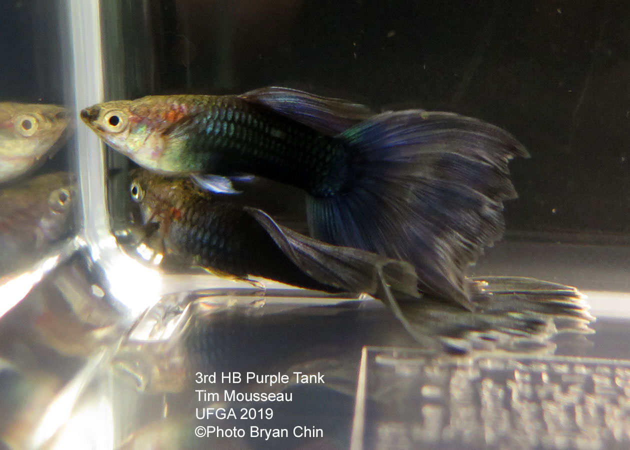 half black purple guppy hb