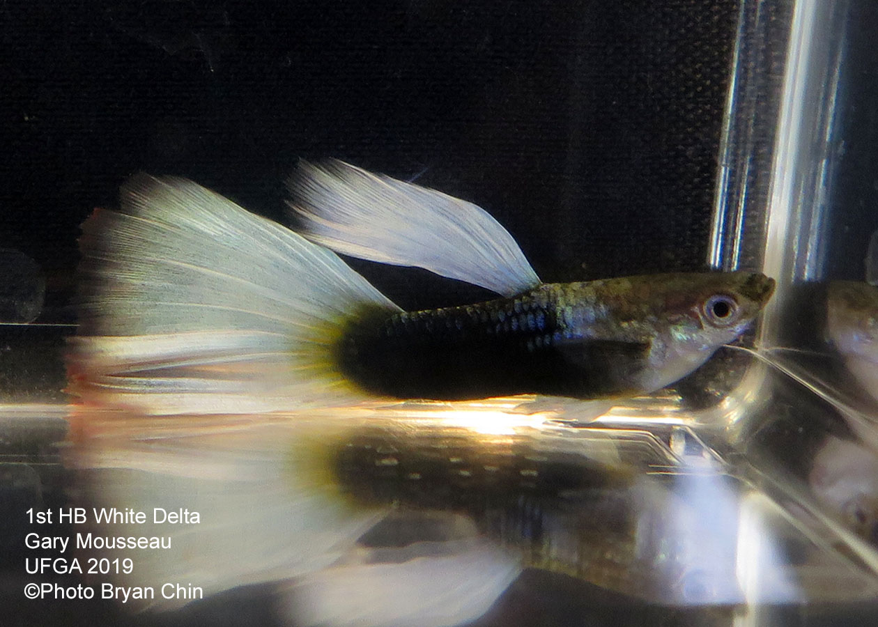 Half black white pastel guppy hb