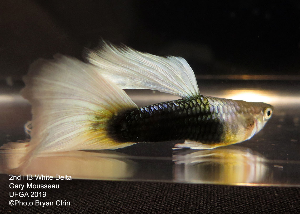 Half black white pastel guppy hb