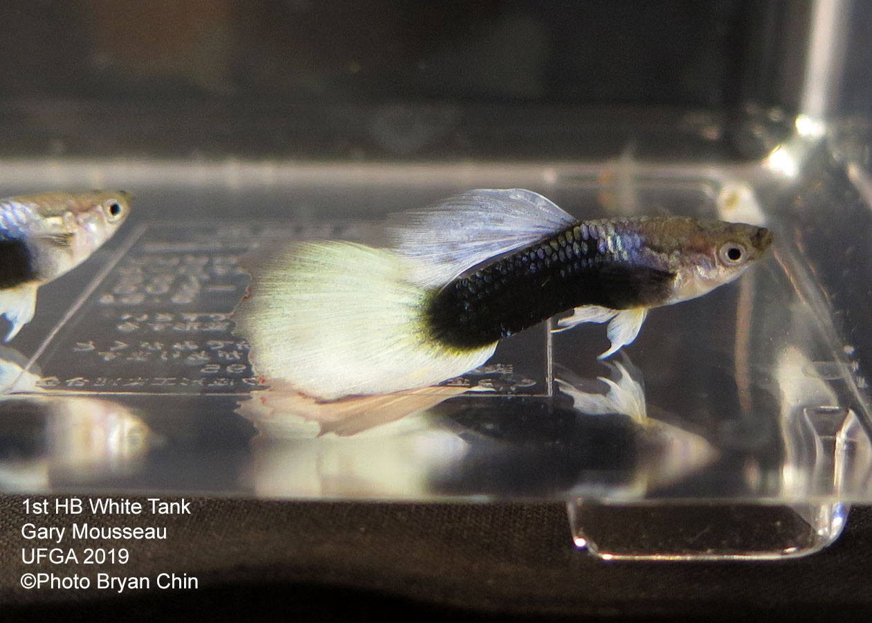 Half black white pastel guppy hb