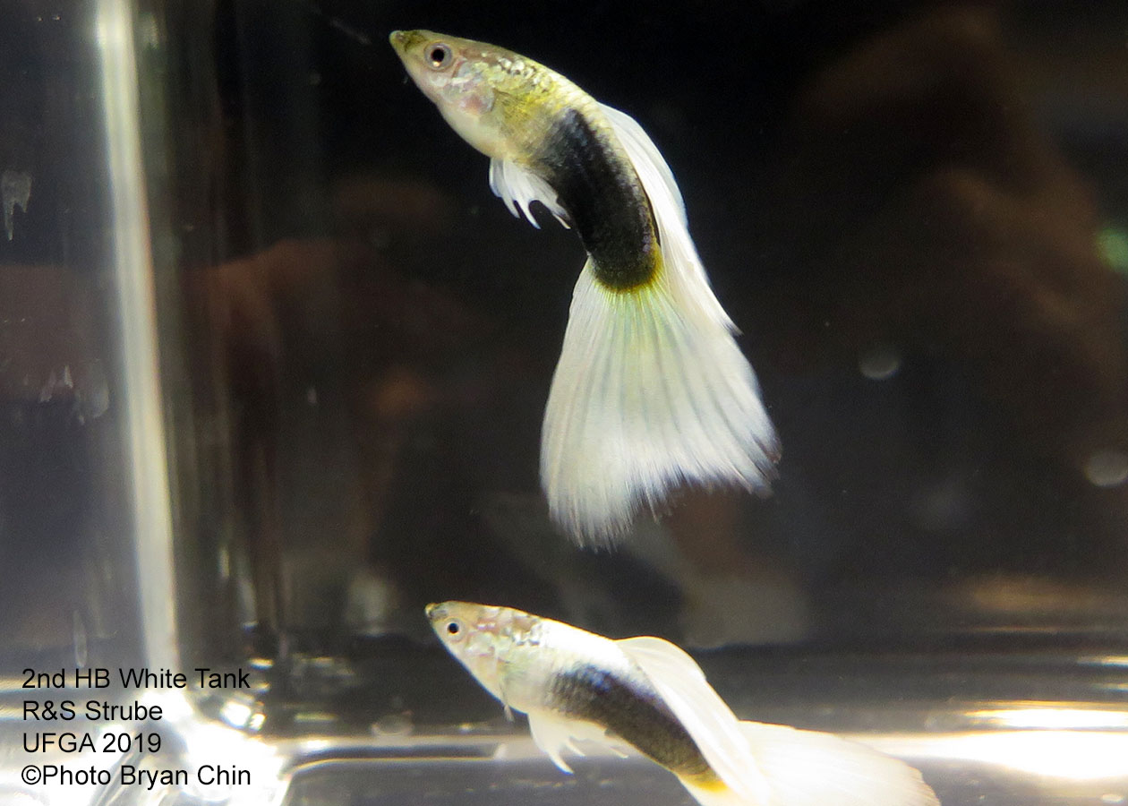 Half black white pastel guppy hb