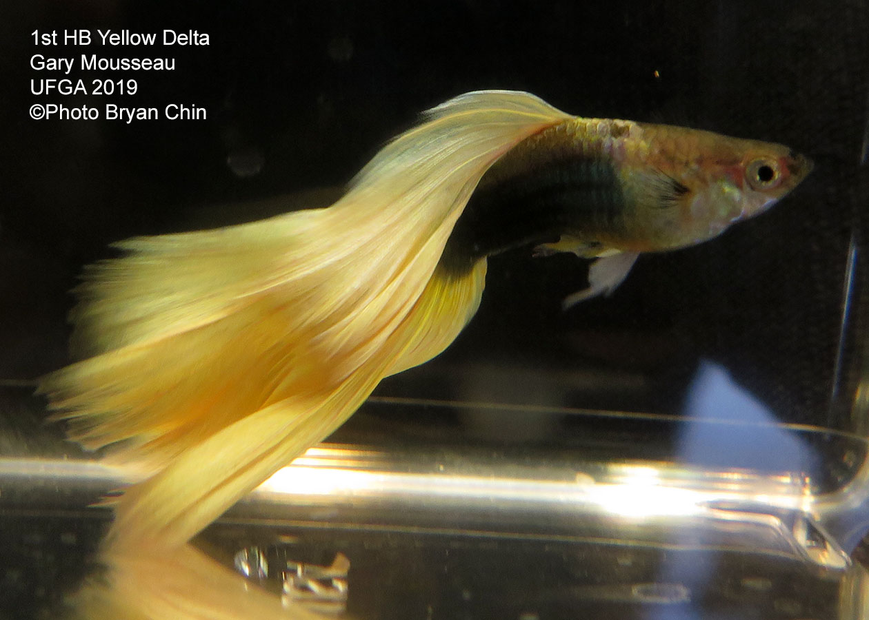 half black yellow guppy hb