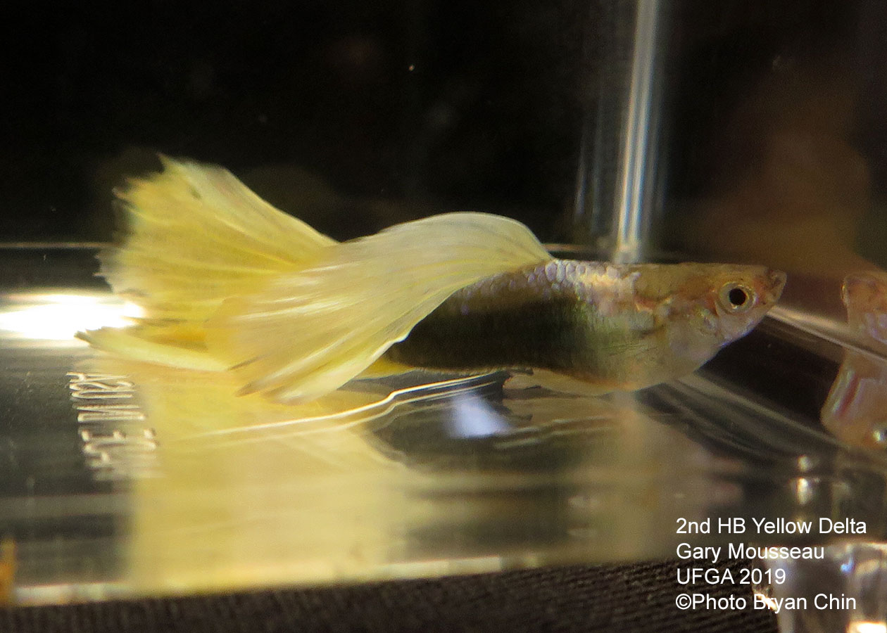 half black yellow guppy hb