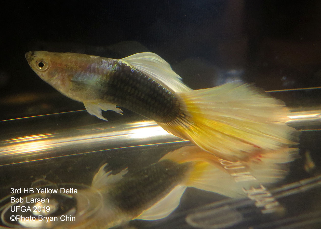 half black yellow guppy hb