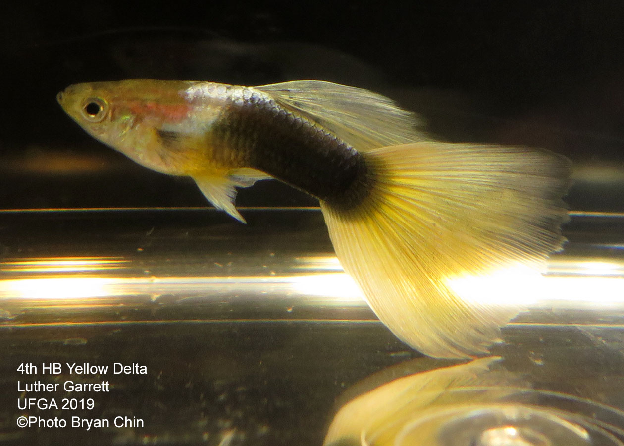 half black yellow guppy hb