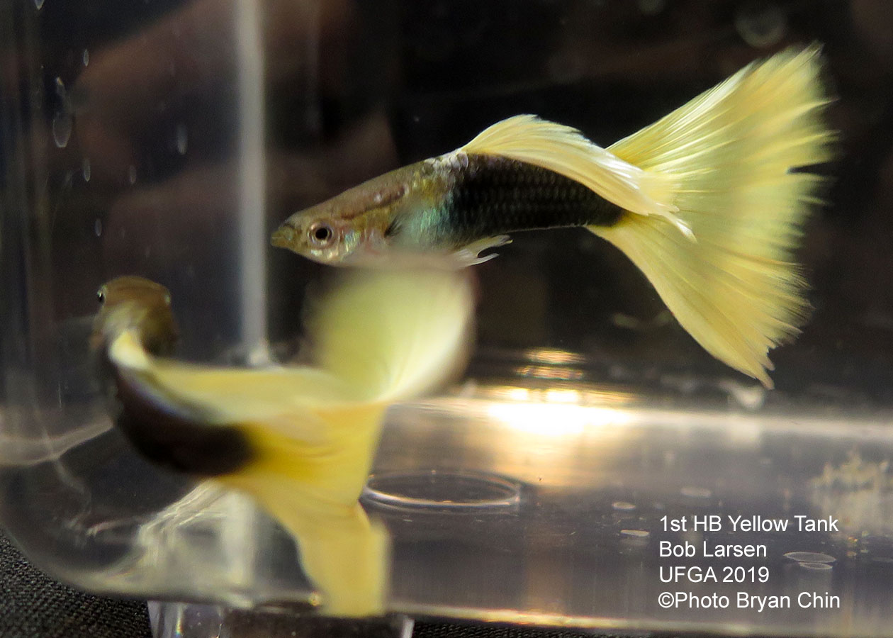 half black yellow guppy hb