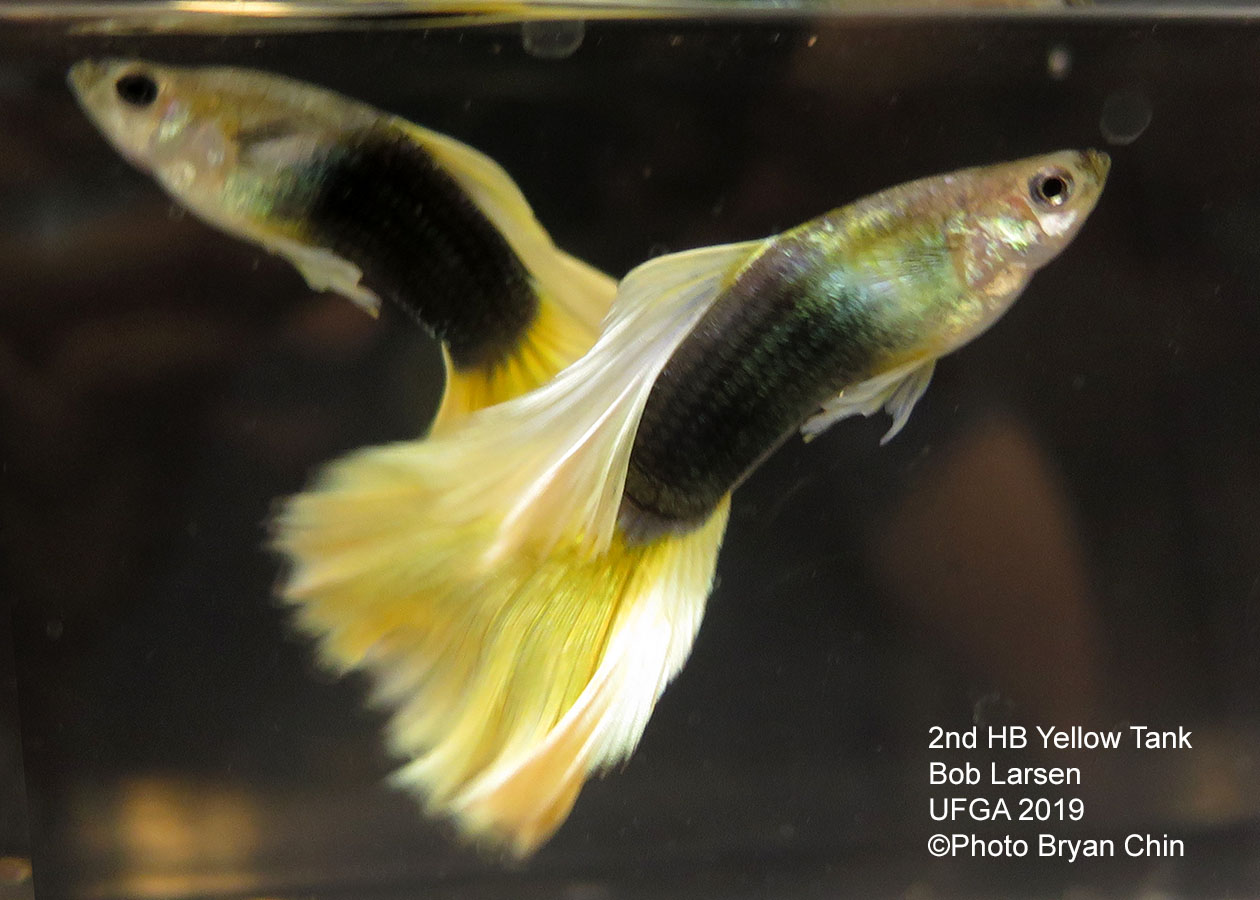 half black yellow guppy hb