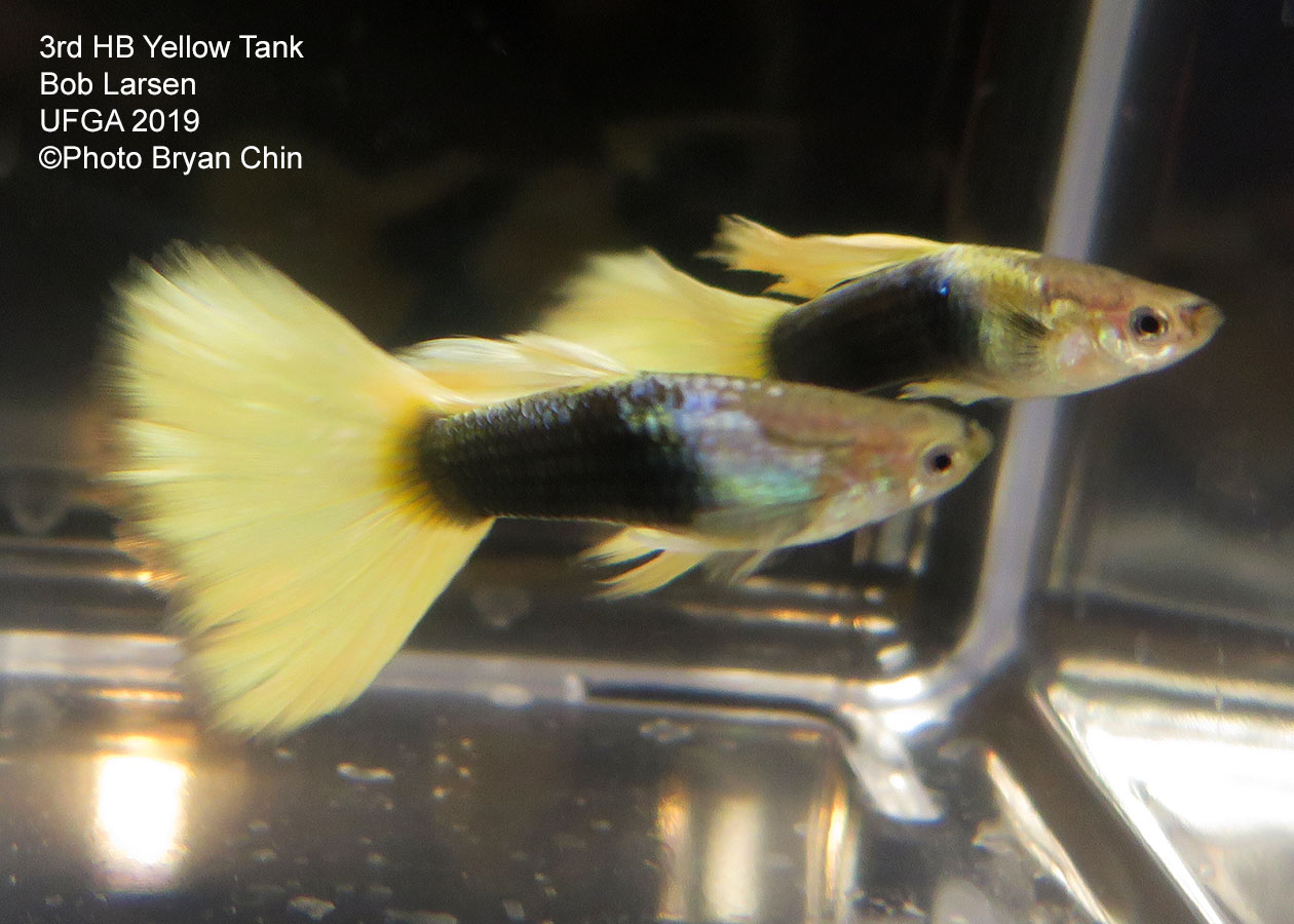 half black yellow guppy hb