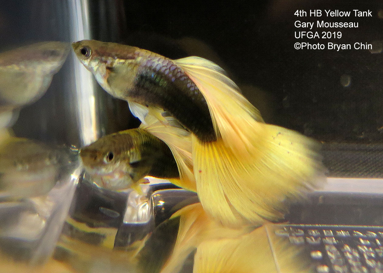 half black yellow guppy hb