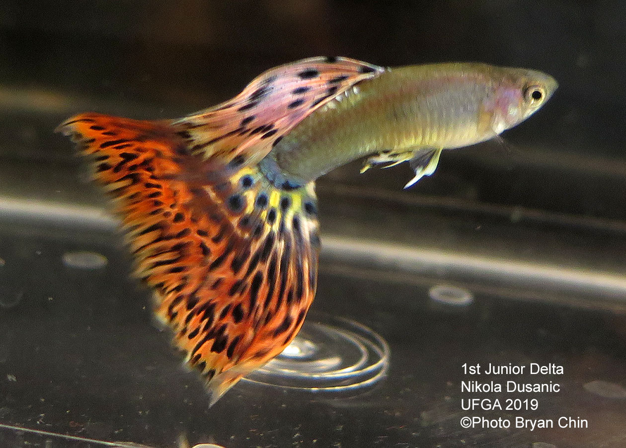 Variegated red guppy