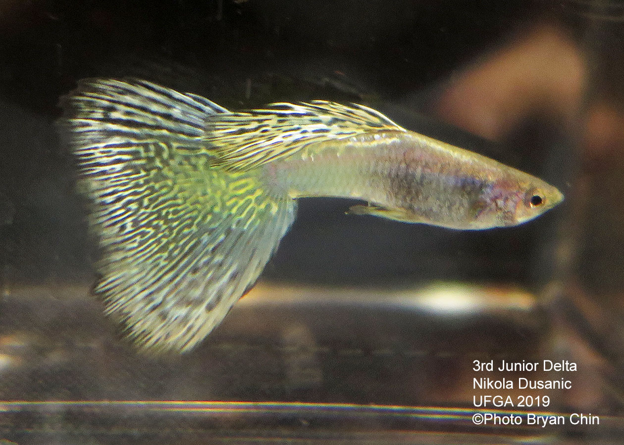 variegated guppy yellow