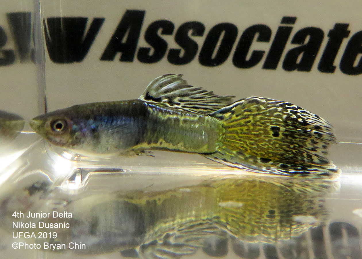 variegated guppy