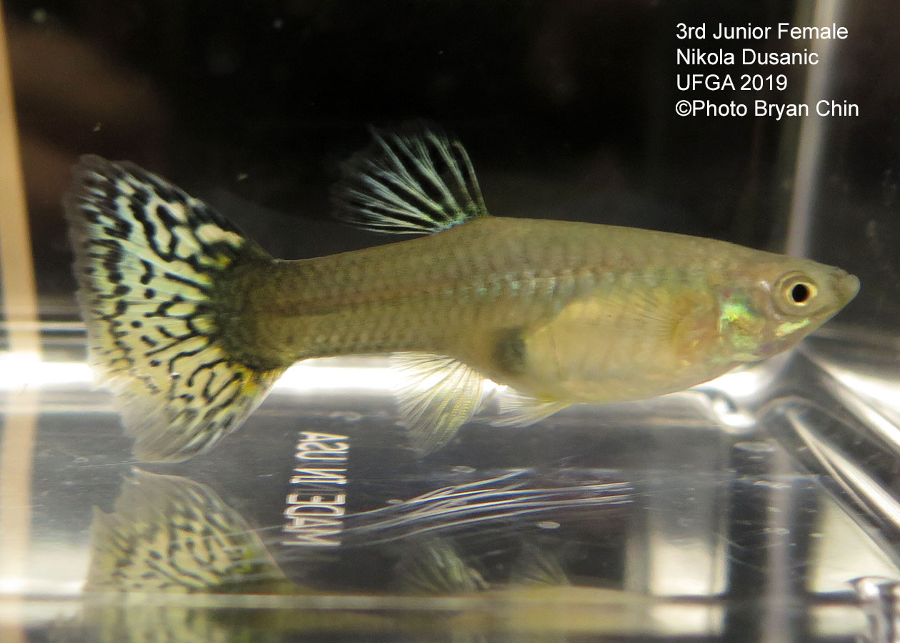 female guppy