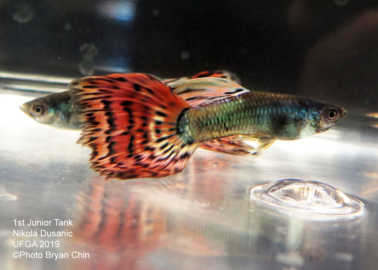 variegated red guppy