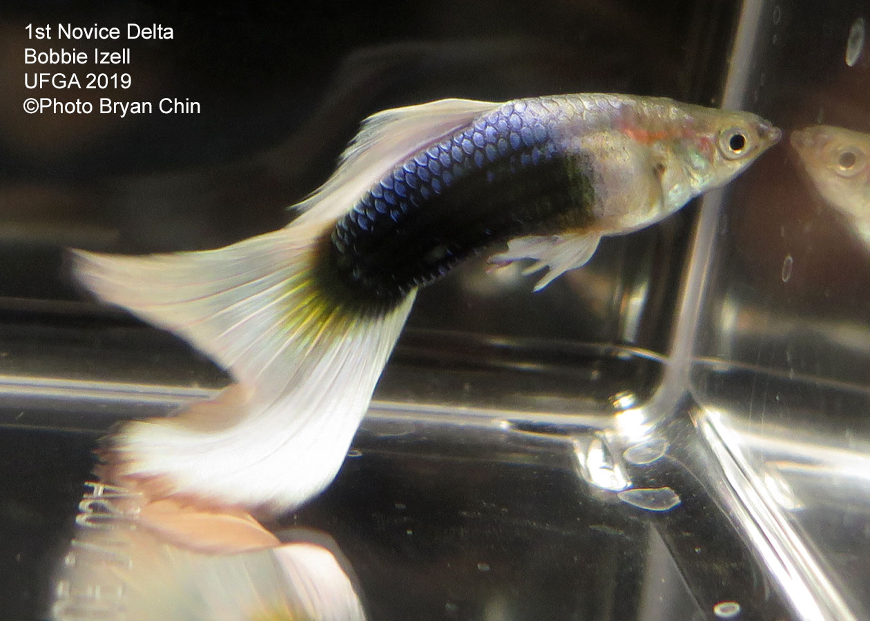 half black pastel white guppy hb