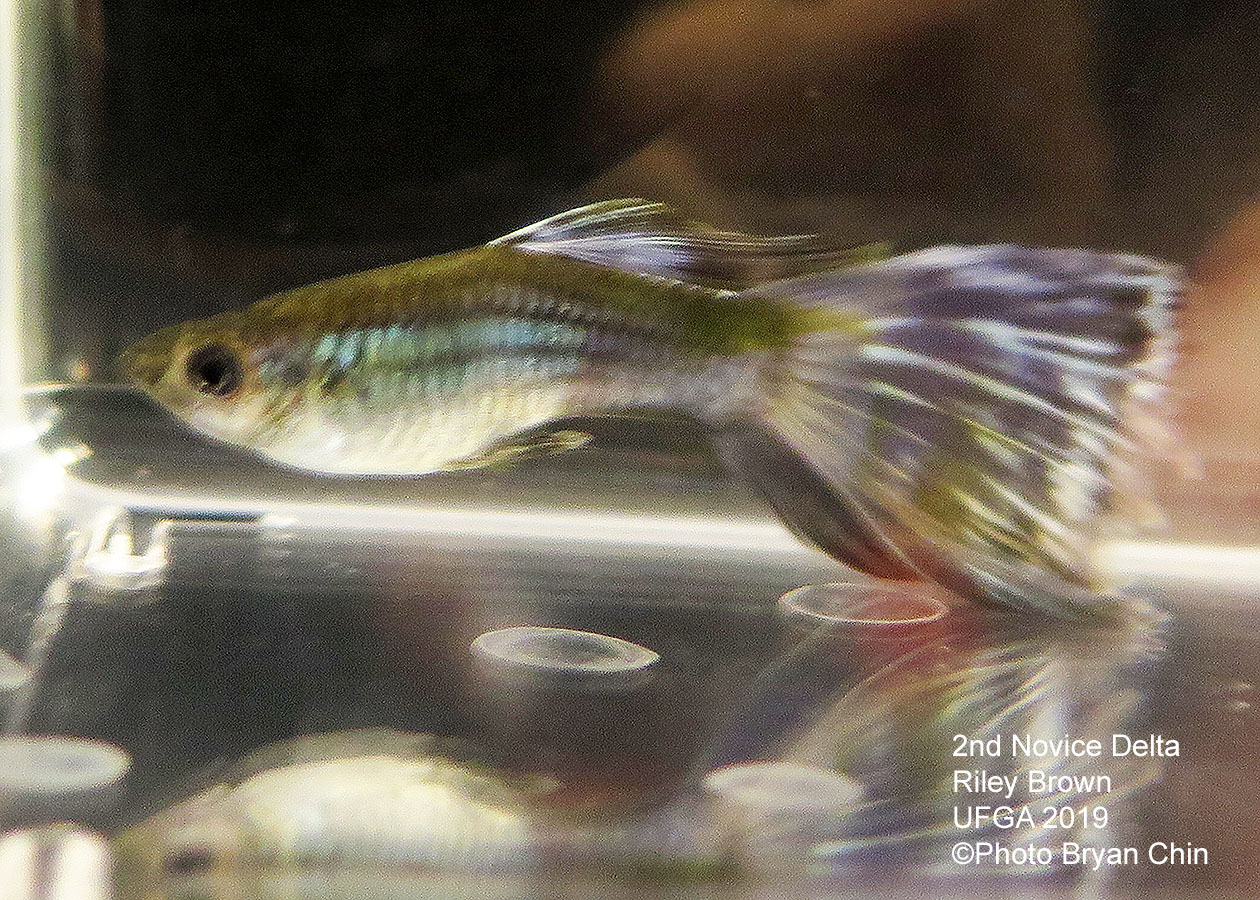 variegated purple guppy