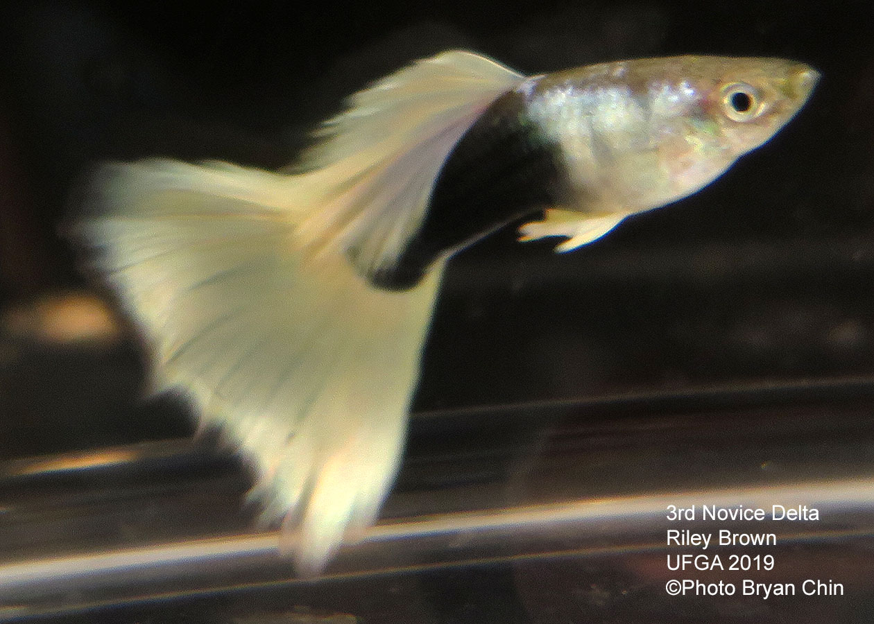 half black pastel guppy hb