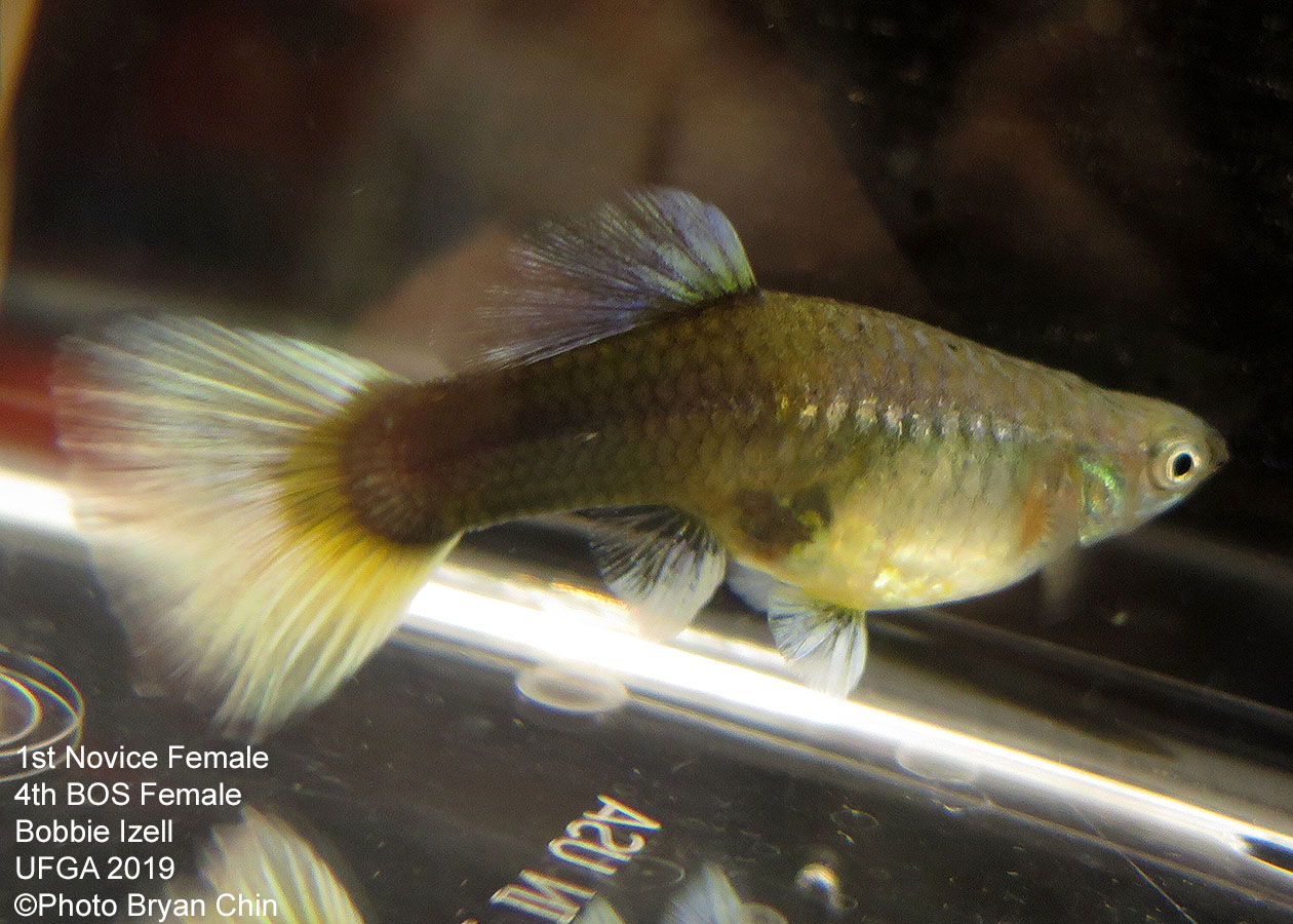 female guppy