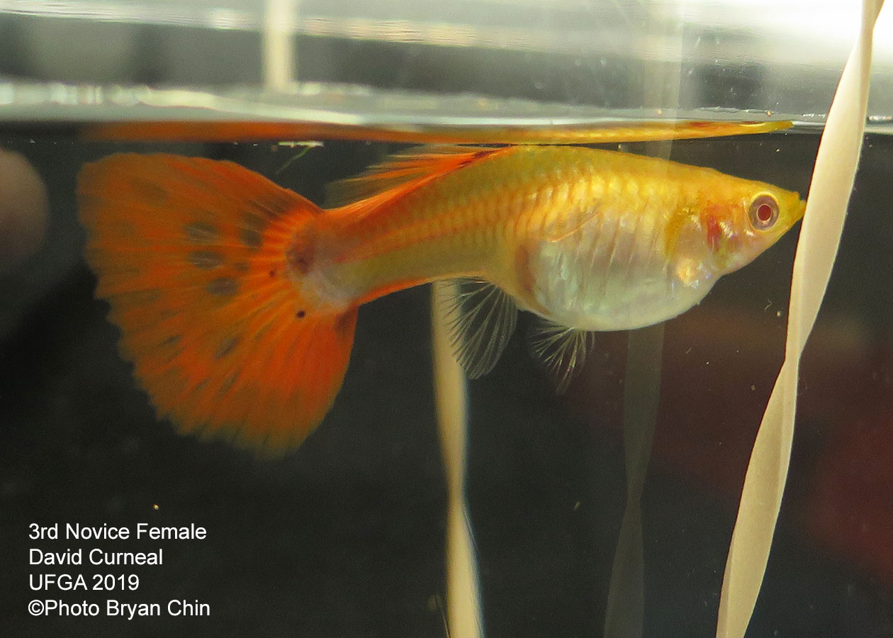 albino guppy female