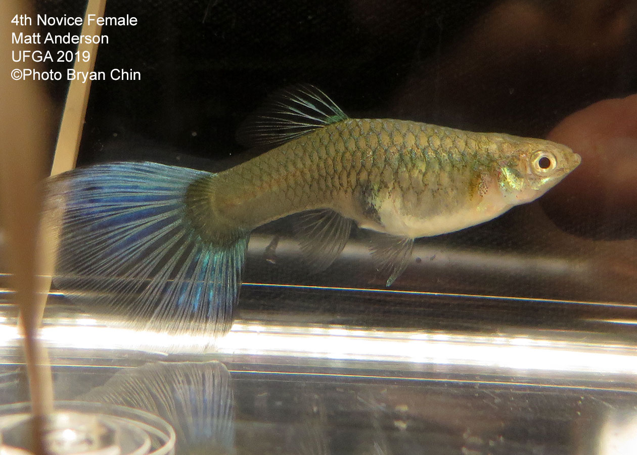 female guppy