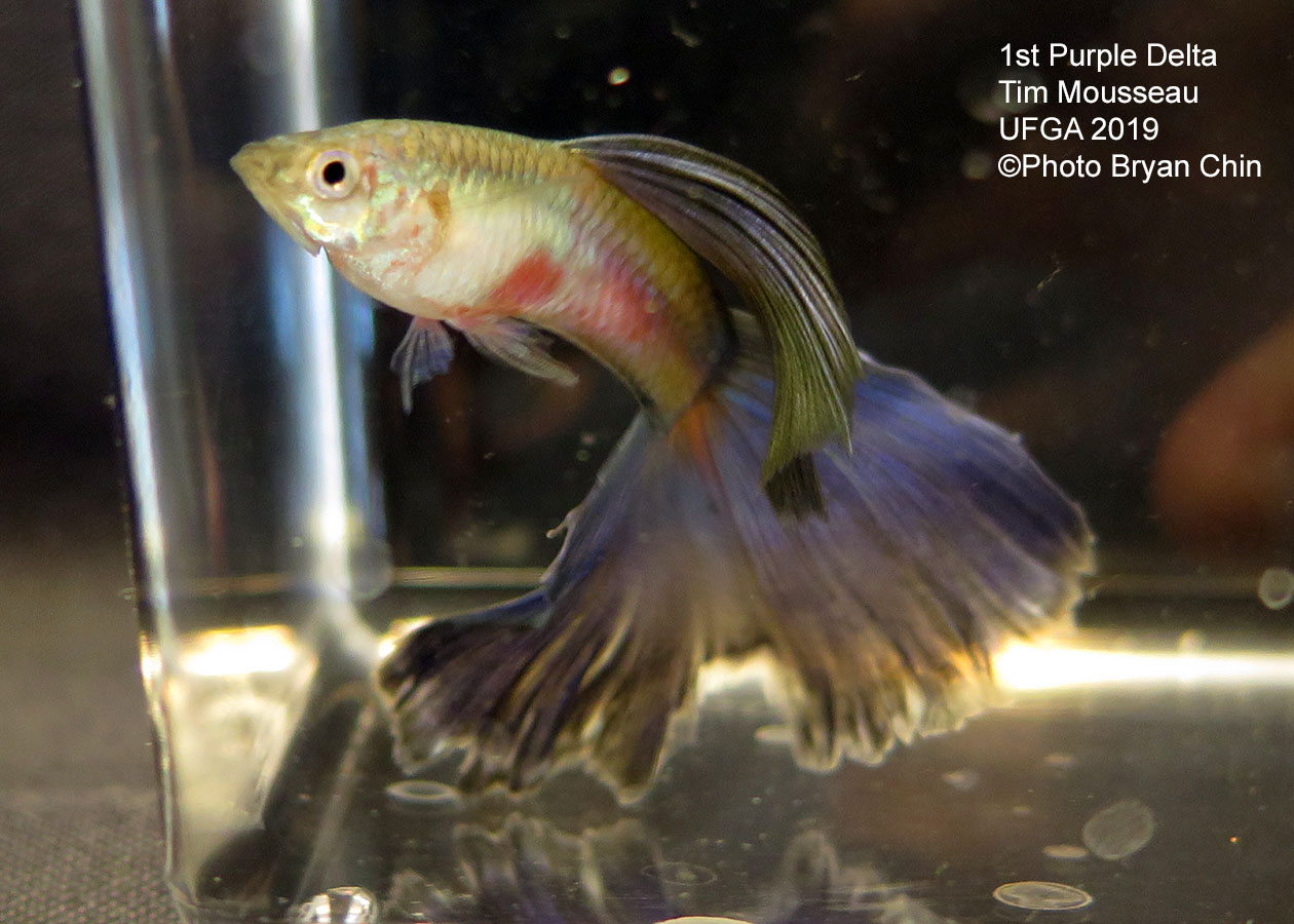 Purple guppy