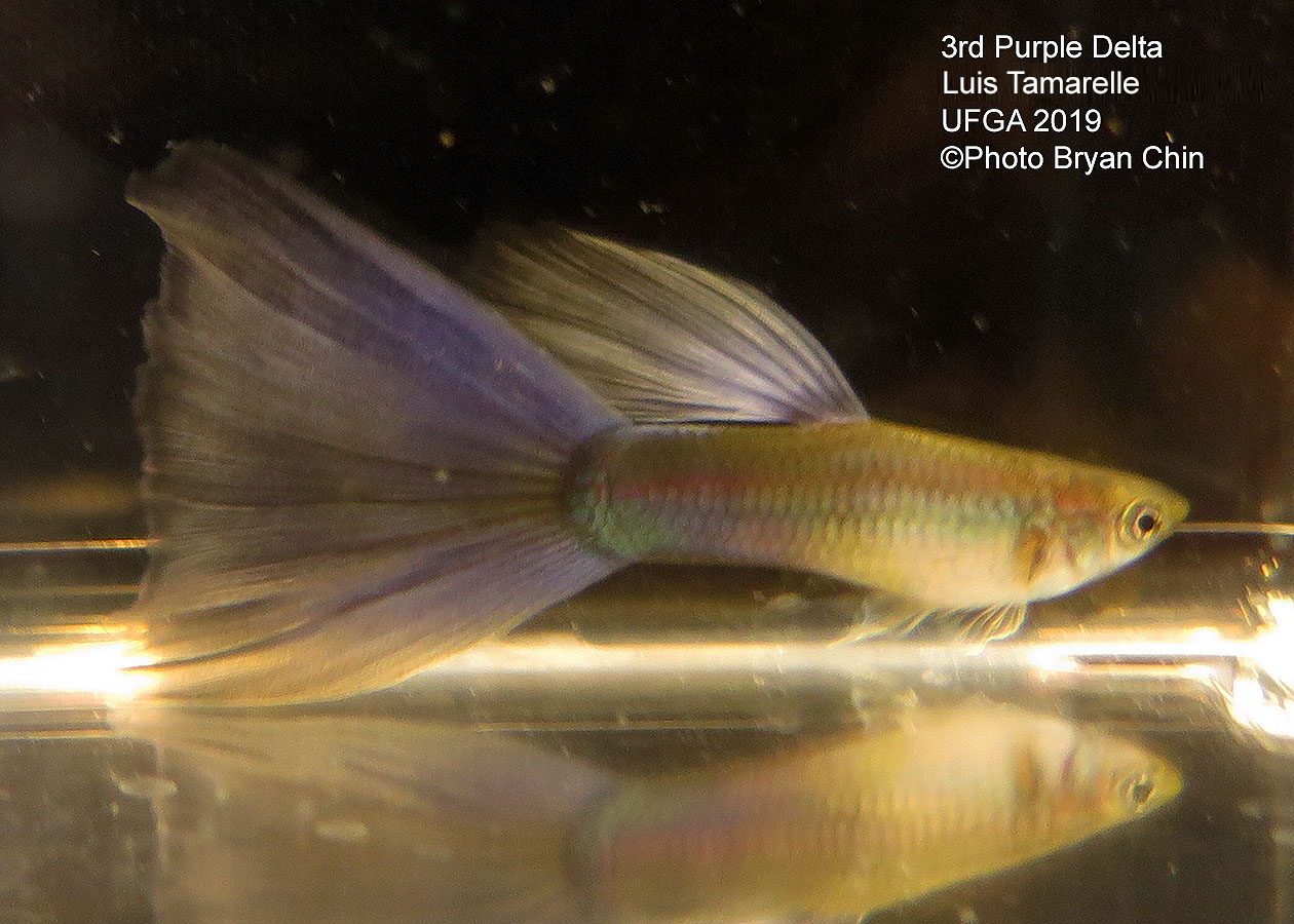 Purple guppy