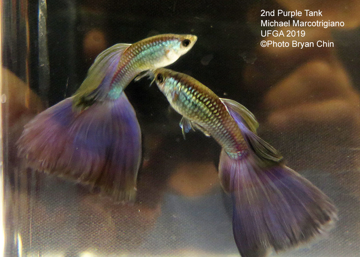 Purple guppy