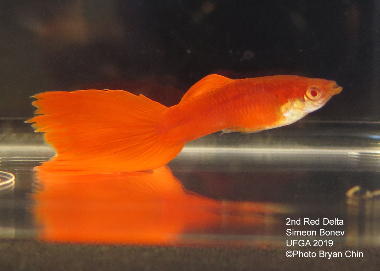 red albino guppy