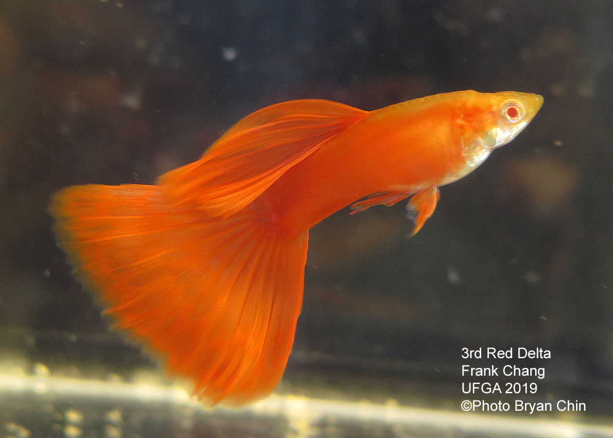 red albino guppy