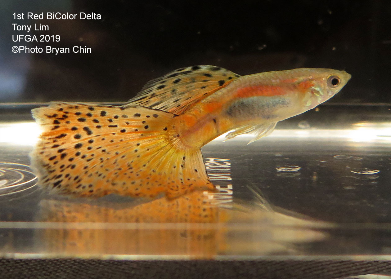 Red bicolor guppy variegated