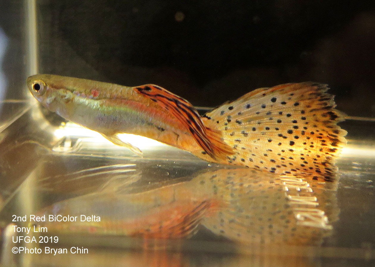 Red bicolor guppy variegated