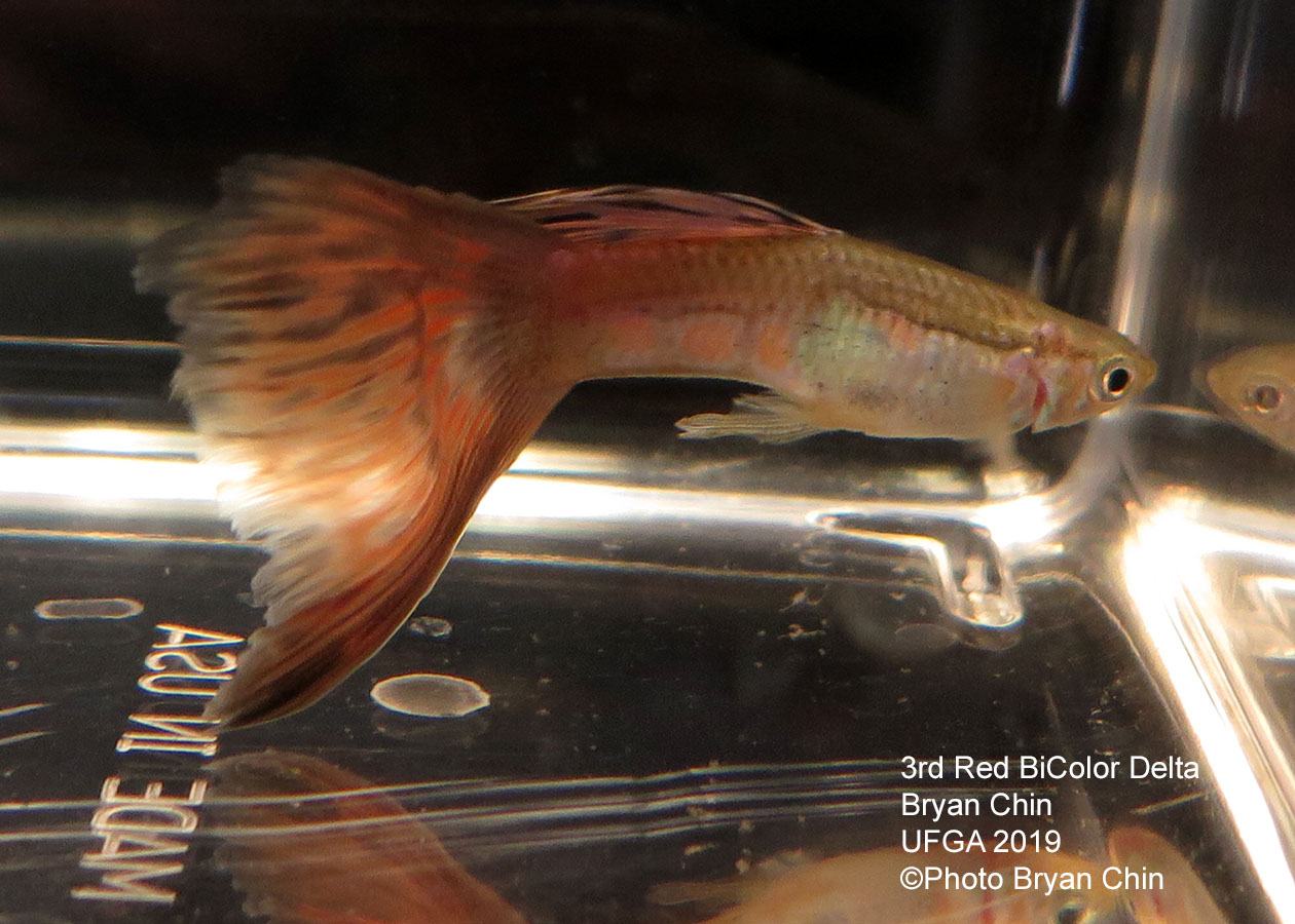 Red bicolor guppy variegated
