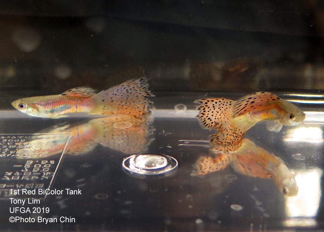 Red bicolor guppy variegated