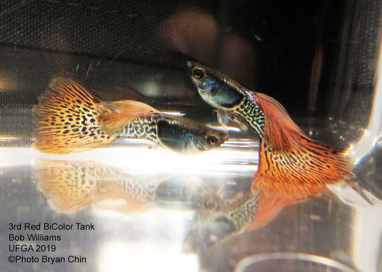 Red bicolor guppy variegated