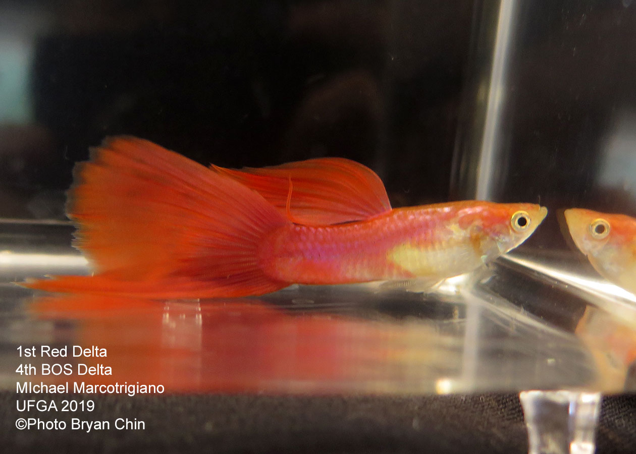 red guppy